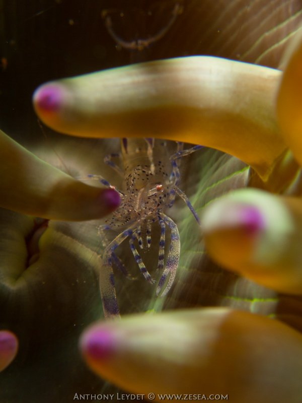 Crevette périclimenes dans une anémone charnue