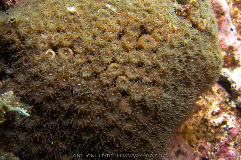 Corail cladocore