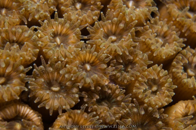 Des coraux en Méditerranée