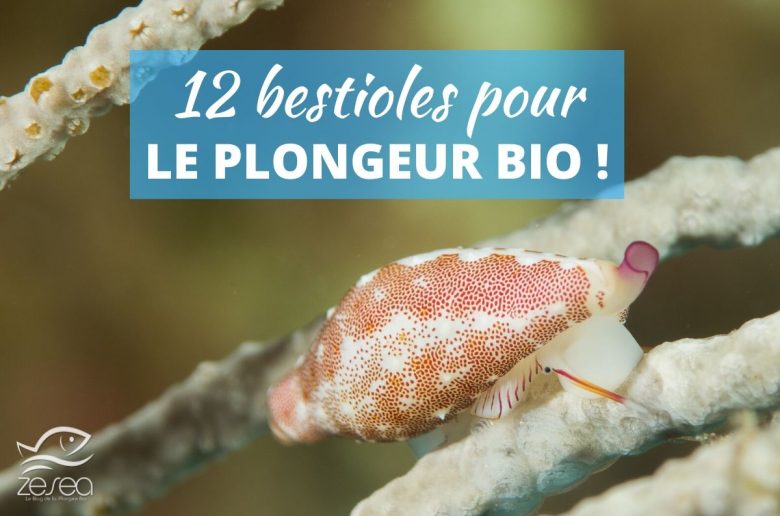 12 bestioles pour le plongeur bio