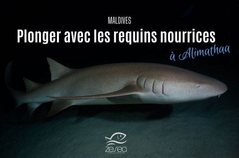 Plonger avec les requins nourrices d'Alimathaa aux Maldives