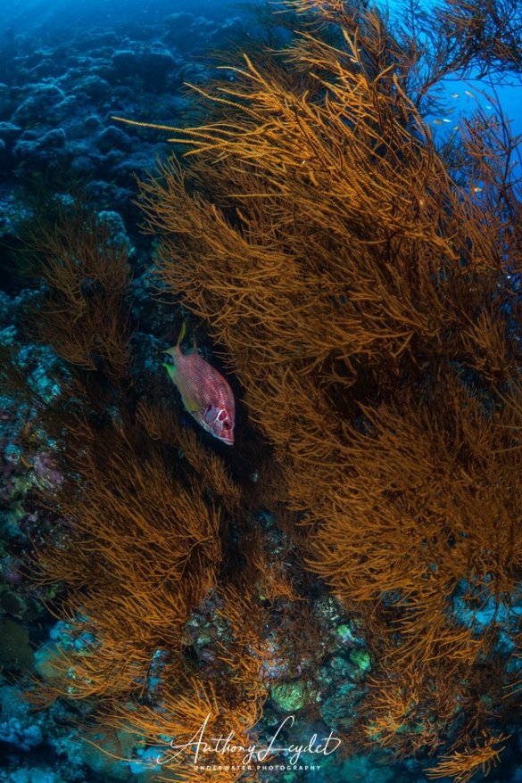 Corail noir en Mer Rouge Corail noir en Mer Rouge