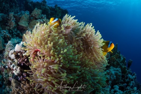 Poissons clown d’Umm Arouk en Mer Rouge Poissons clown d'Umm Arouk en Mer Rouge - récifs de St-John