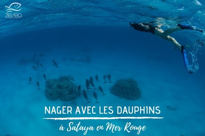 Nager avec les dauphins de Sataya en Mer Rouge