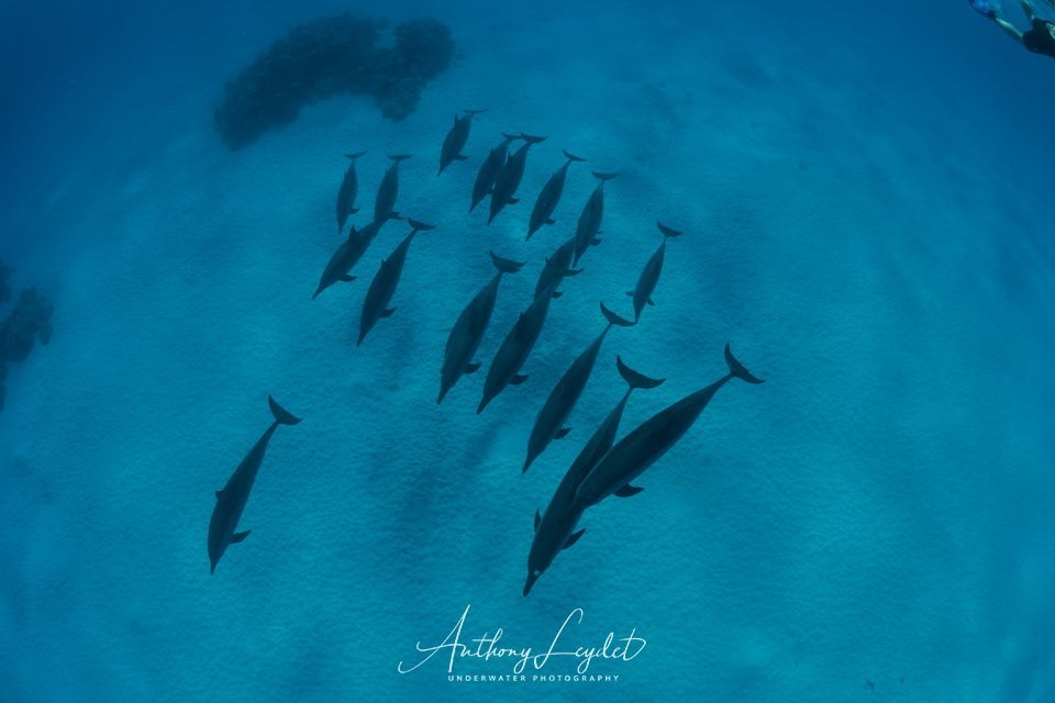 Nager avec les dauphins de Sataya en Mer Rouge