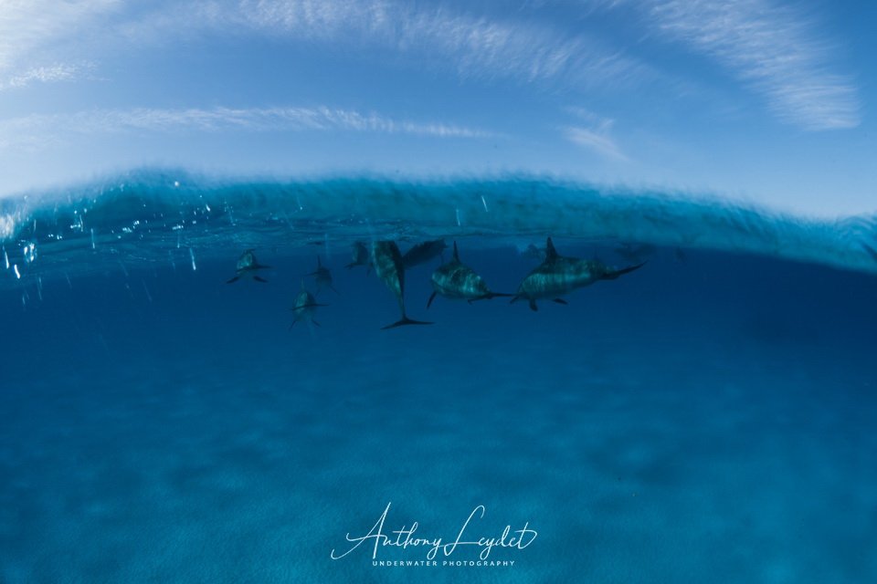 Nager avec les dauphins de Sataya en Mer Rouge