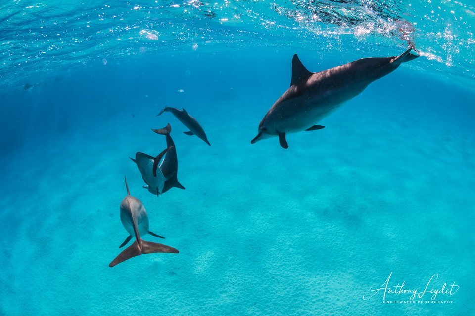 Nager avec les dauphins de Sataya en Mer Rouge