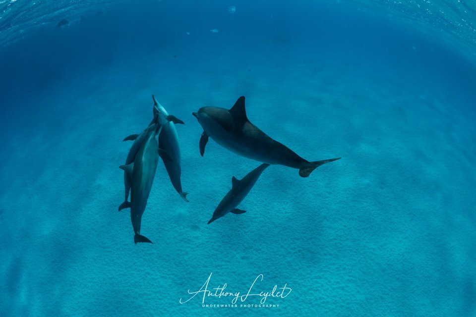 Nager avec les dauphins de Sataya en Mer Rouge