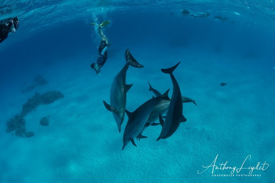 Nager avec les dauphins de Sataya en Mer Rouge