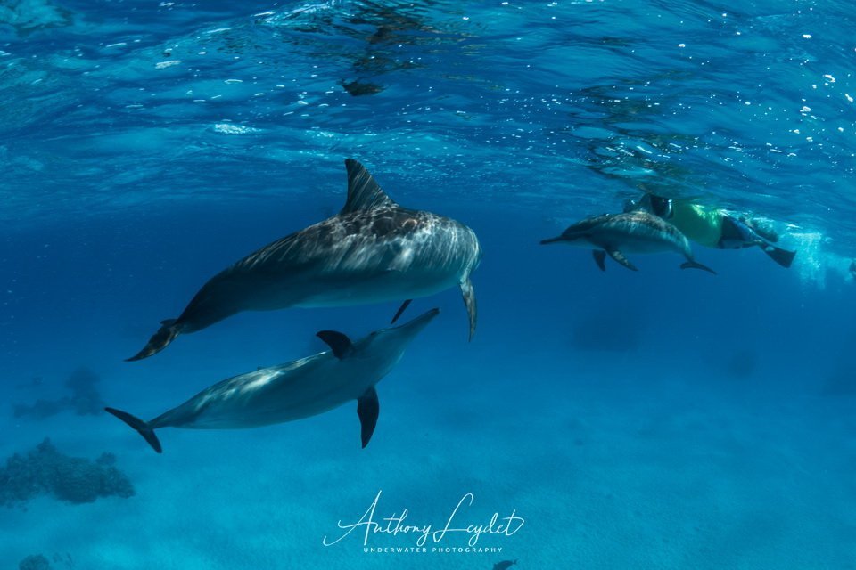 Nager avec les dauphins de Sataya en Mer Rouge