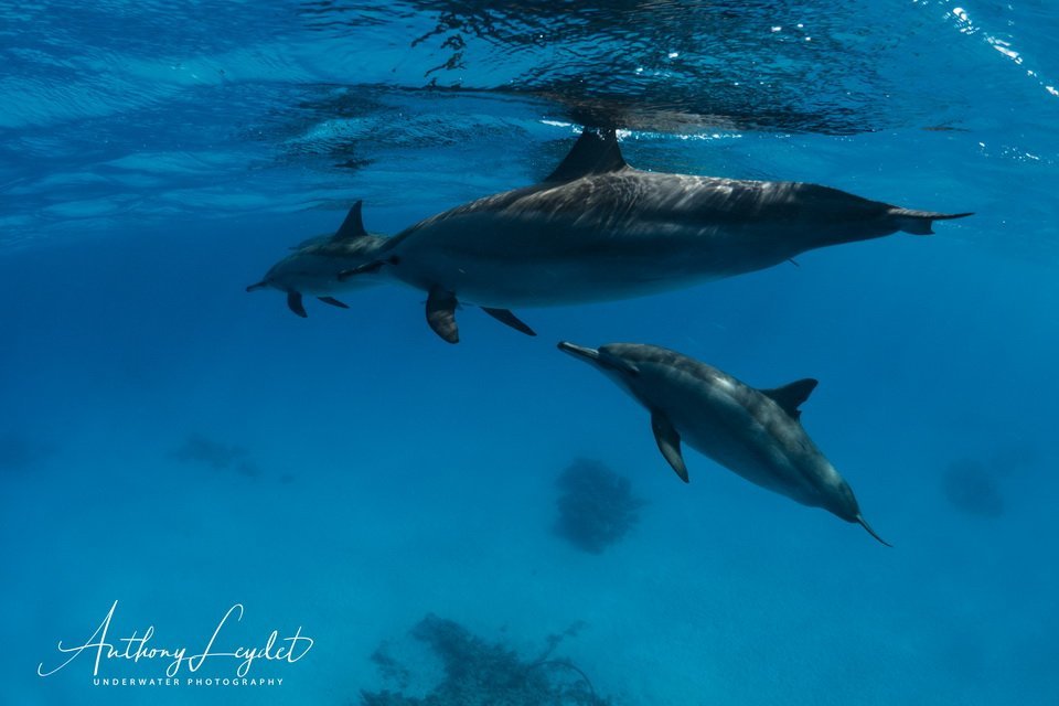 Nager avec les dauphins de Sataya en Mer Rouge