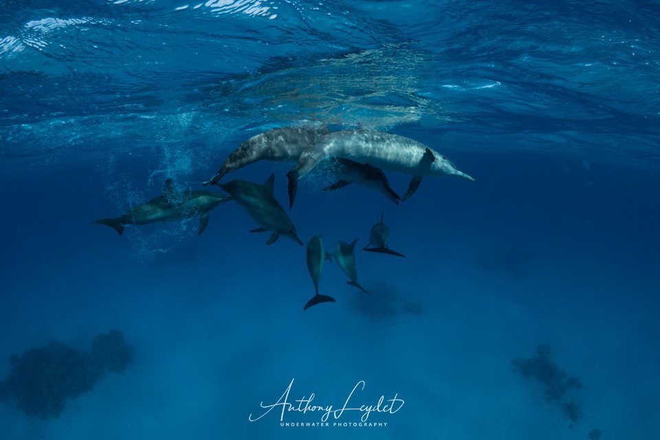 Nager avec les dauphins de Sataya en Mer Rouge