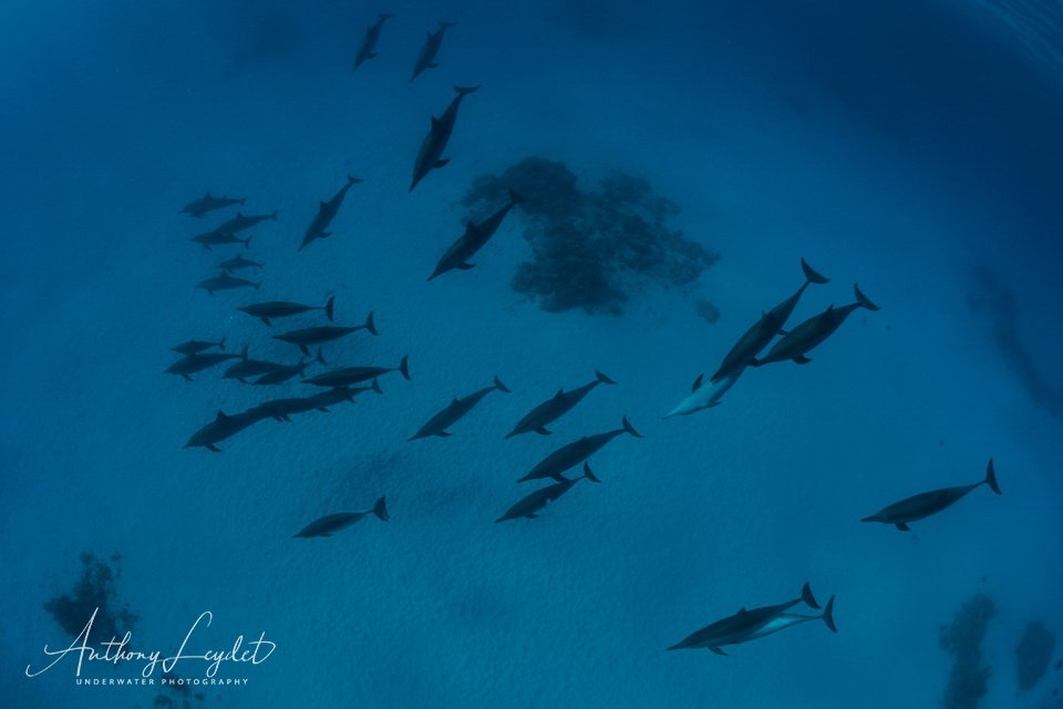 Nager avec les dauphins de Sataya en Mer Rouge