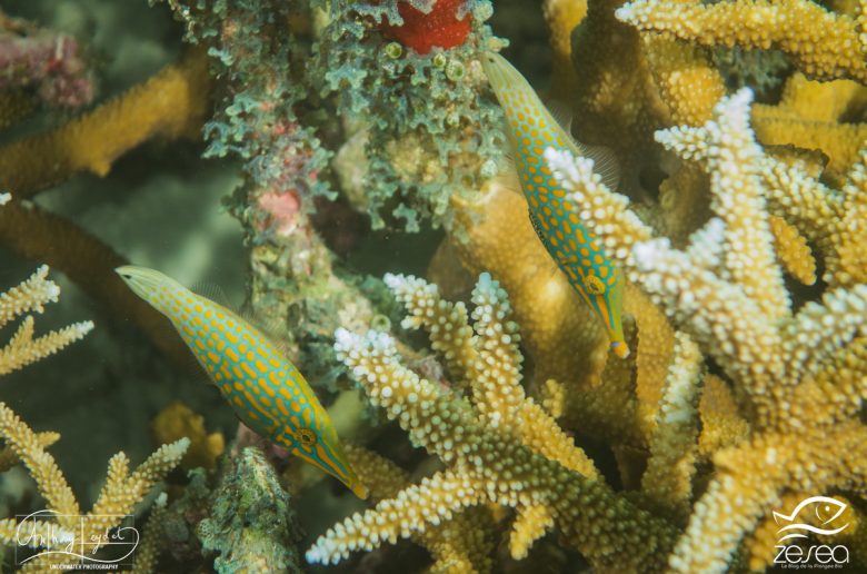 poisson-lime-odeur-corail le poisson-lime à tâches oranges