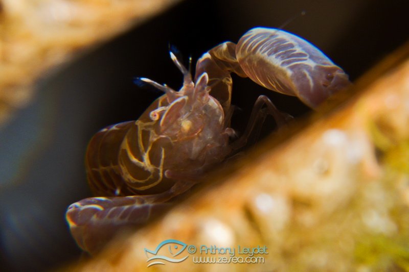 Des crevettes pour la photo sous-marine !