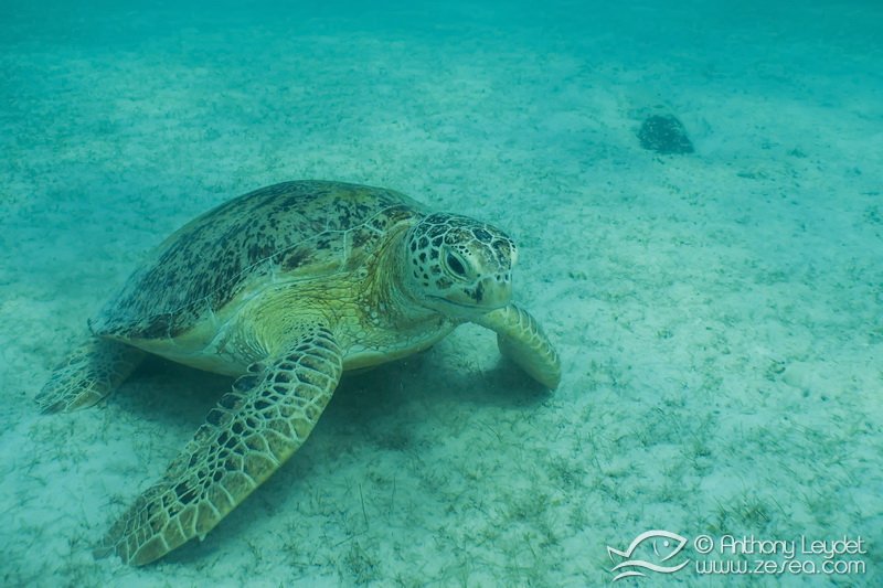 Snorkeling avec une tortue verte aux Perhentians