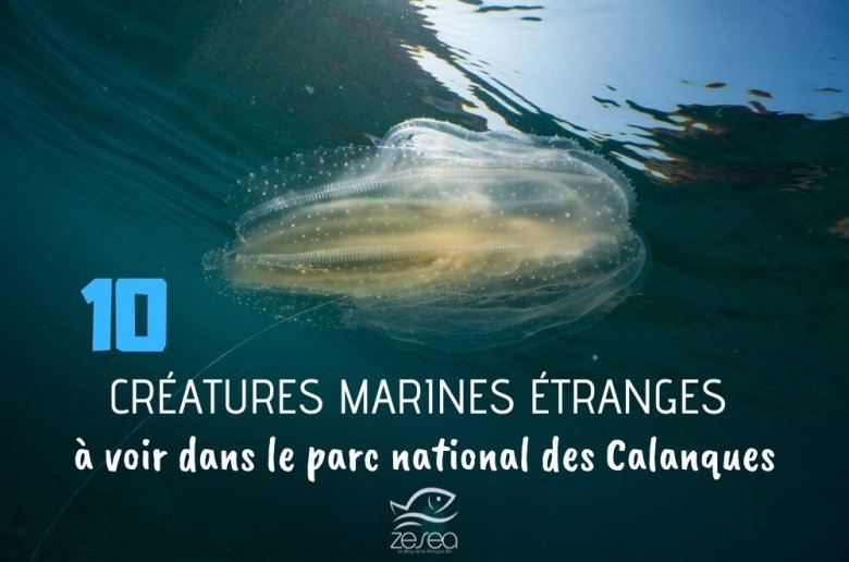10 créatures marines étranges à voir dans le parc national des Calanques