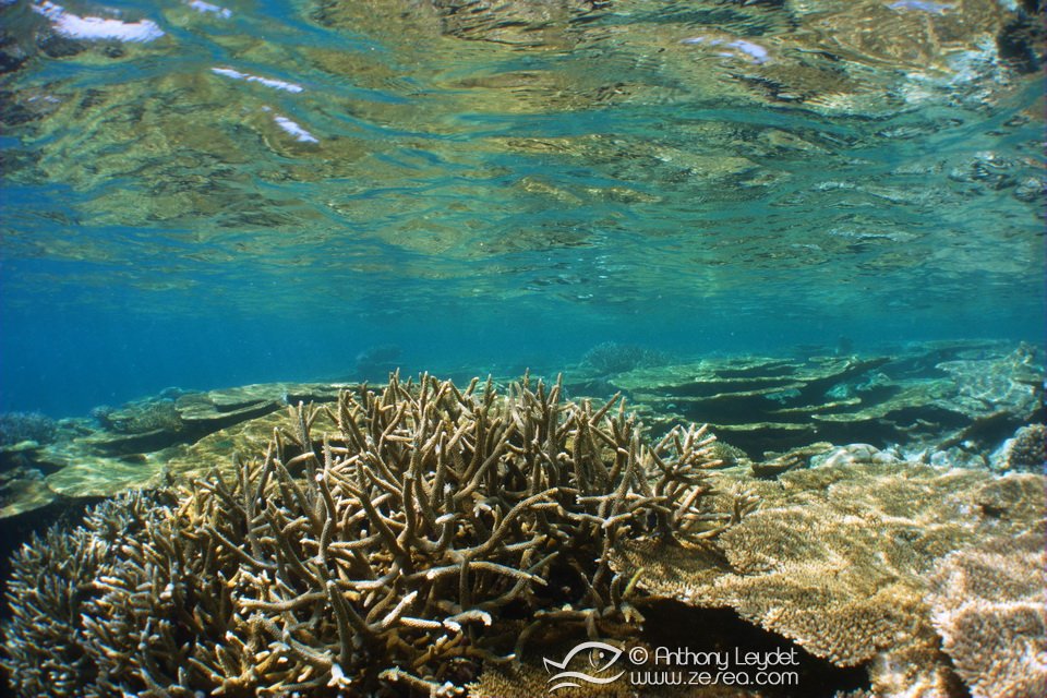 snorkeling-coral-reef