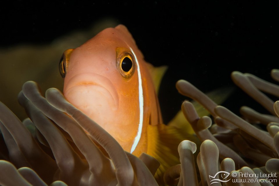 poisson-clown-maldives