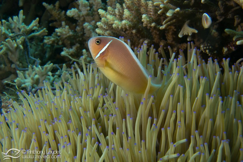 poisson-clown-philippines