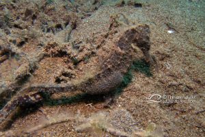 Hippocampe des Philippines