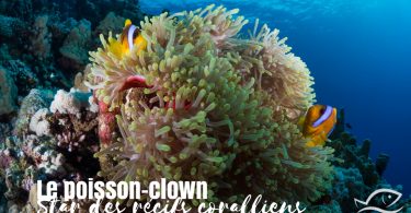 Poissons clown, star des récifs coralliens