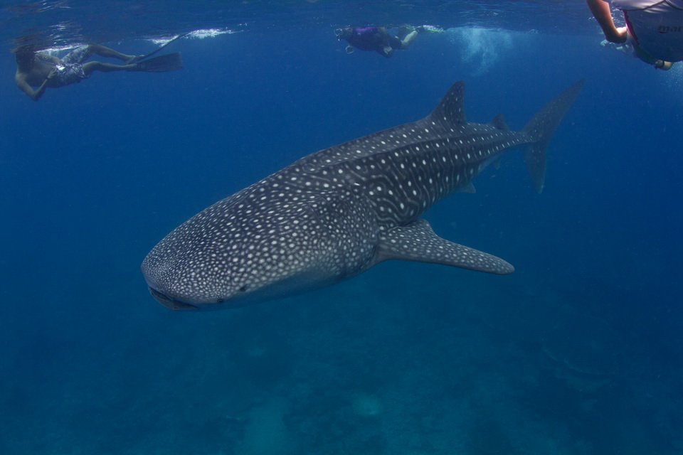 Voir le requin baleine