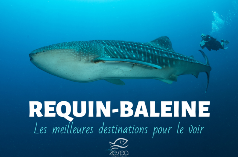 requin-baleine-meilleures-destinations requin-baleine, les meilleures destinations pour le rencontrer !