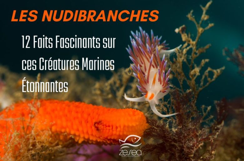Nudibranches : 12 faits fascinants sur ces créatures marines étonnantes