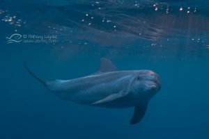 Dauphin tursiops