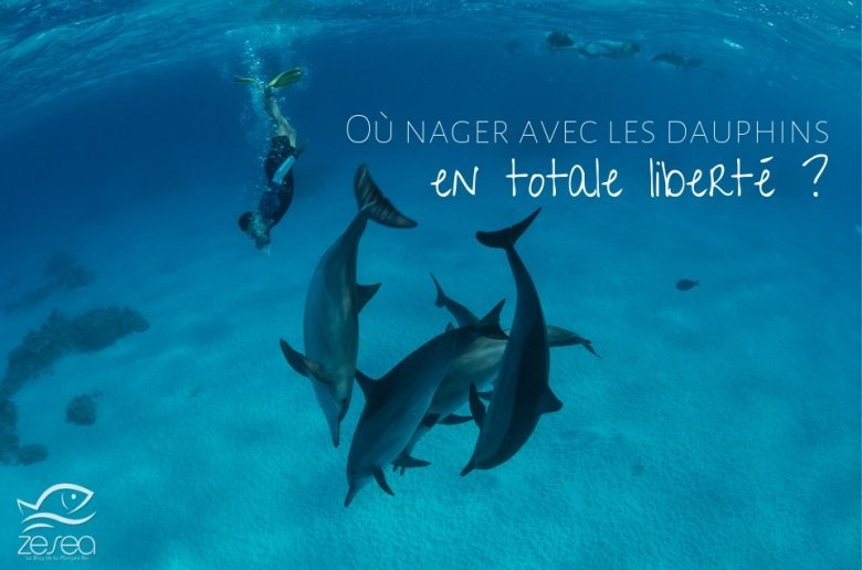 Nager avec les dauphins en totale liberté