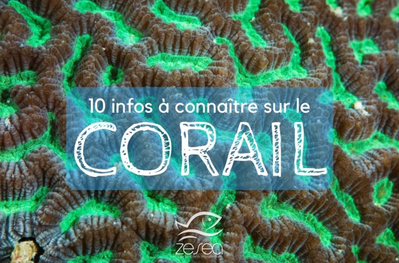 Le Corail, 10 infos à connaître