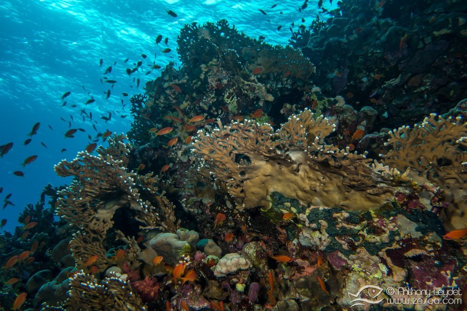 Daedalus coral reefs in Red Sea