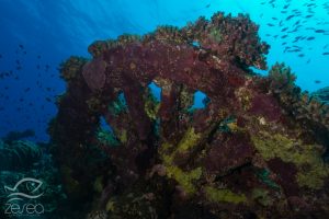 Numidia wreck in Red sea