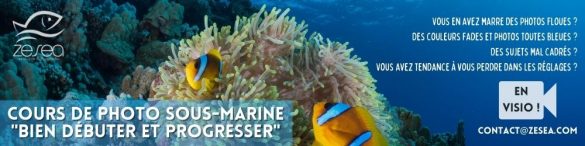 formation-cours-de-photo-sous-marine Cours de photographie sous-marine en visio
