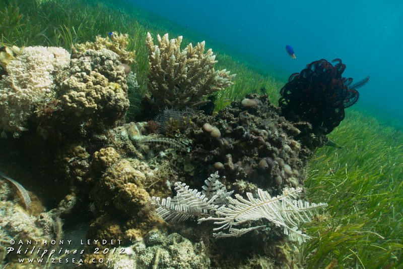 tuba plongée à tropical corail récif, établi avec génératif ai