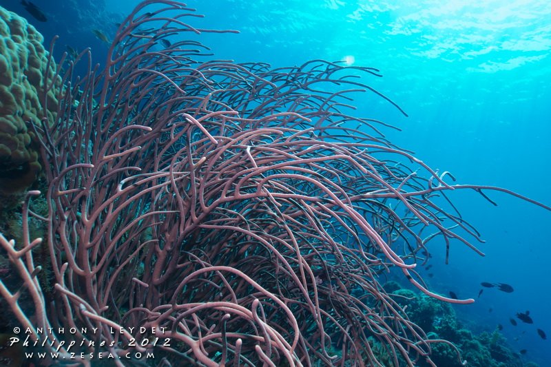 tuba plongée à tropical corail récif, établi avec génératif ai