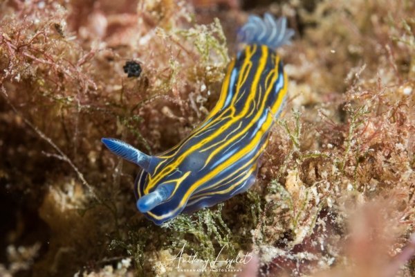 nudibranche-guide-2026-12-faits-fascinants
