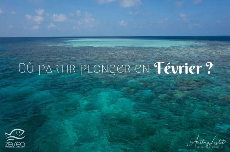 Où partir plonger en février ?