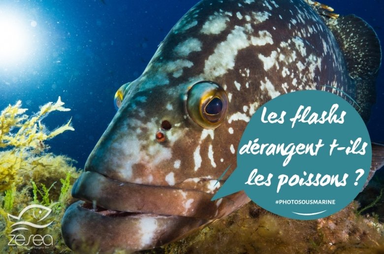 Les flashs dérangent t-ils les poissons ?