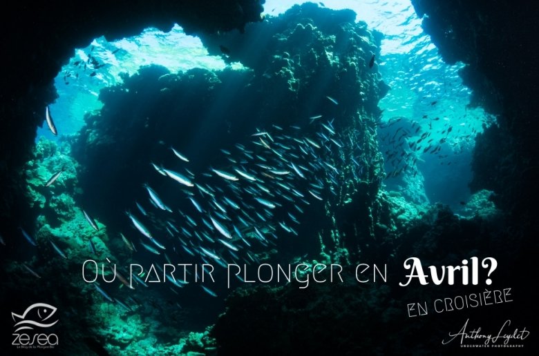 Où partir plonger en avril en croisière ?