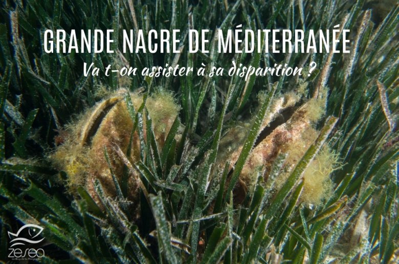 Grande nacre de Méditerranée... va t-elle disparaître ?