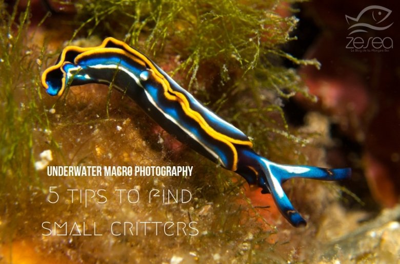 Underwater macro photography : 5 tips to find small critters