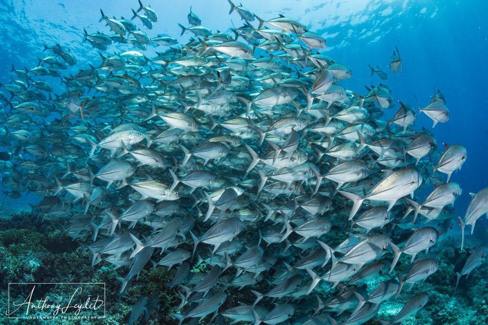 Banc de carangues à gros yeux à Tubbataha