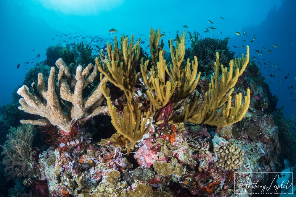 Récif corallien de Tubbataha