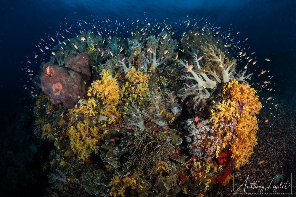 La beauté des récifs de Tubbataha