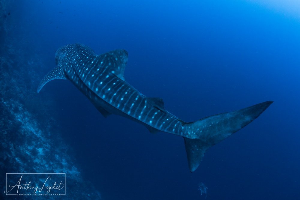 Requin baleine, star de Tubbataha