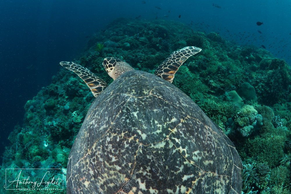 Vol de tortue imbriquée au-dessus du récif de Tubbataha