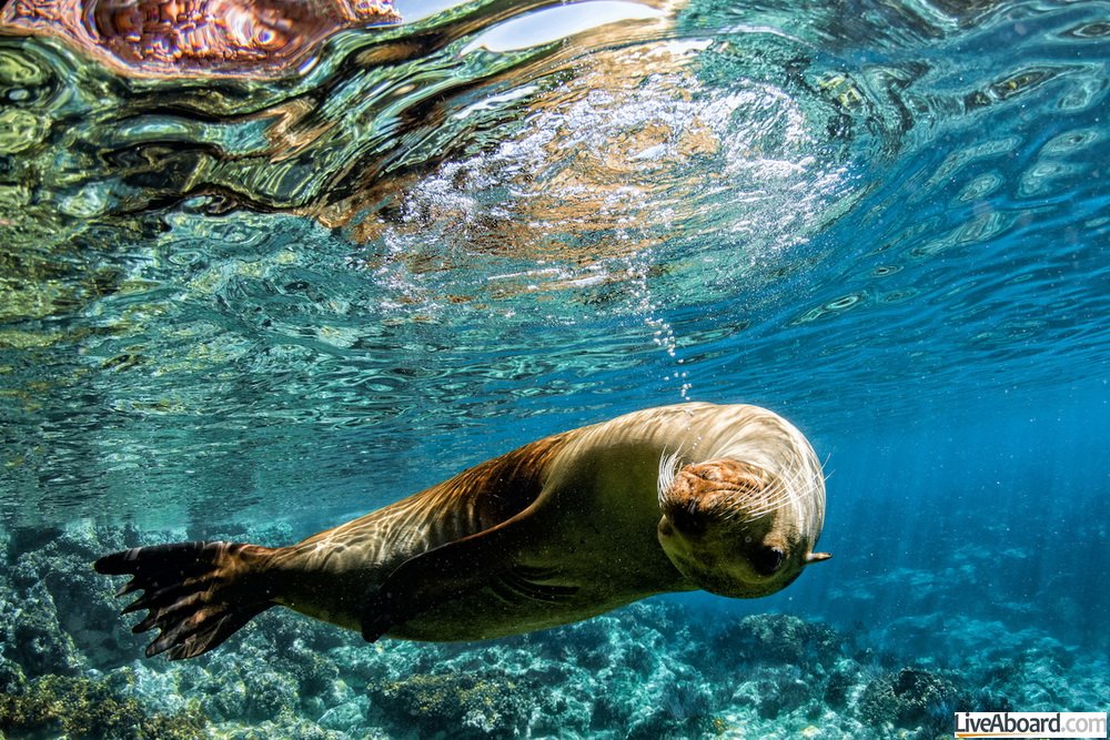 sea lion seal coming to you underwater in baja california