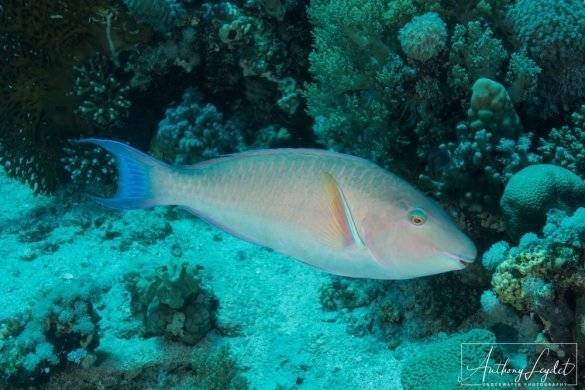 Indian longnose parrotfish (Hipposcarus harid)